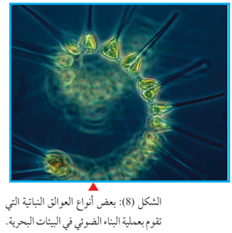 عوالق نباتية